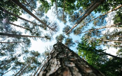 Décence énergétique et lutte contre le dérèglement climatique